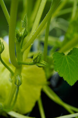 Close up of fruit beginning to form on a zuchnni plant.