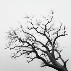 Obraz premium Bare tree branches reaching sky on white background