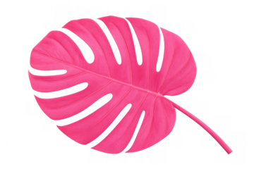 Pink monstera deliciosa leaf isolated on transparent background, creating a vibrant and exotic tropical feel