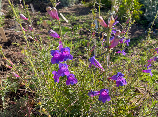 Showy Penstemons in a California Mountain Environment