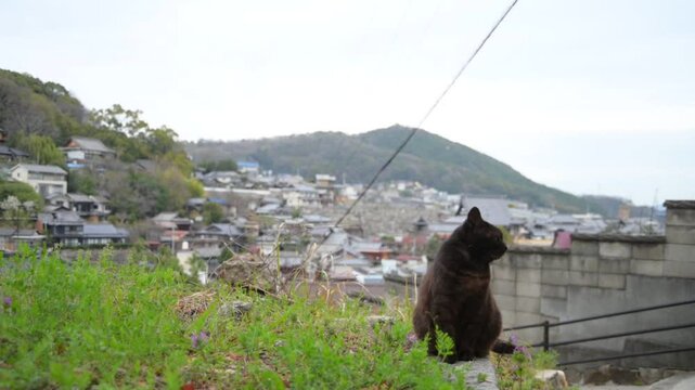 坂の町の地域猫 （広島県尾道市, 2025年4月）