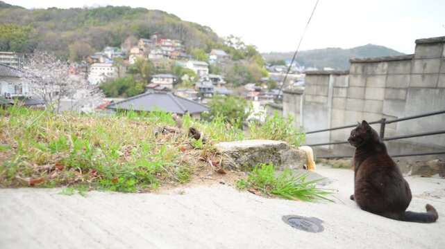 坂の町の地域猫 （広島県尾道市, 2025年4月）