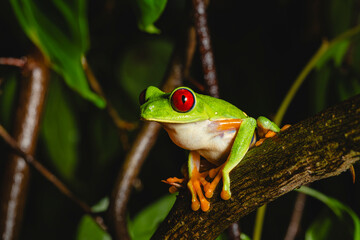 Red-eyed tree frog perched on a branch in tropical rainforest at night