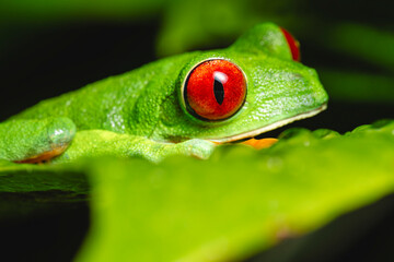 Close-up of red-eyed tree frog hiding under leaf in tropical rainforest
