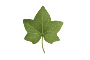 Realistic 3d rendering of a single green ivy leaf isolated on transparent background, perfect for nature-themed projects
