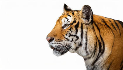 Fototapeta premium tiger isolated on white background