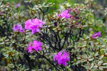 Flowering bushes of rhododendron or ledum. Natural floral background, shallow depth of field