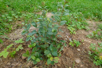 Young feijoa or pineapple guava plant growing in garden soil