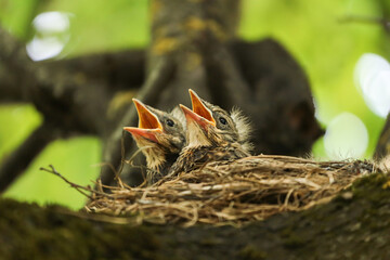 Two hungry Baby birds of thrush in a nest on tree branch close up in spring nature in sunlight
