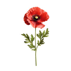 A photograph of a single vibrant red poppy flower with delicate petals isolated against a clean and minimalist white background