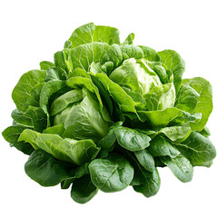 Fototapeta premium Close up photograph of a lush green butterhead lettuce with soft tender leaves on a pure white background