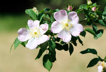 rose hip flowers close up

