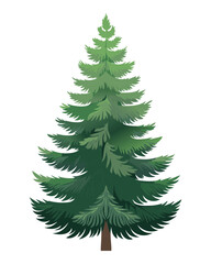 Tall dark green pine tree illustration