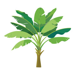 Wide Leaf Tropical Banana Plant