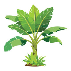 Tropical Banana Tree Leaves