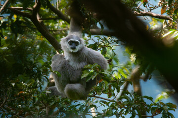 Endangered silvery gibbon (Hylobates moloch) hanging on a tree with anxious position, found in Pekalongan Forest, Indonesia
