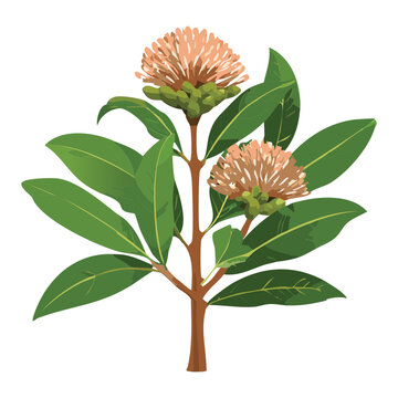 Blooming Sapodilla Plant Branch