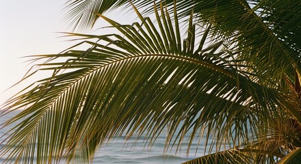 Tropical Summer Palm Tree Fronds Over Ocean
