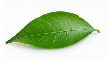 Obraz premium green orange leaf isolated on white background with clipping path