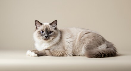 Ragdoll Cat Relaxing Gracefully Pet Animal Indoor Setting Furry Friend Calm Expression Posing on Beige Backdrop Studio Shot Serene Domestic Mammal Pedigree Breed