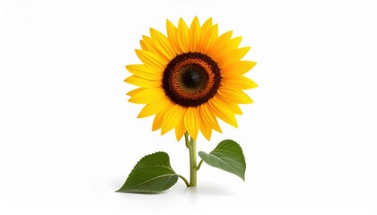 Fototapeta premium Vibrant Sunflower Bloom: A radiant sunflower with its bright yellow petals and dark center stands tall, epitomizing warmth and summer's embrace.