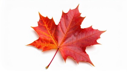 Fototapeta premium Crimson Maple Leaf: Capturing the vibrant beauty of autumn, a single maple leaf radiates with shades of crimson and gold, its intricate veins a testament to nature's artistry.