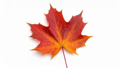 Obraz premium Crimson Maple Leaf: Captivating autumn foliage of a single crimson maple leaf showcasing intricate venation and rich texture against a pure backdrop, embodying the essence of fall.