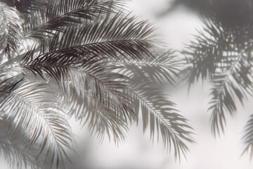 Elegant Palm Tree Shadow Patterns