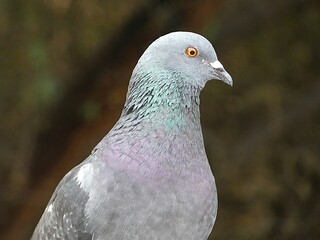 Pigeon close up featuring green and purple plumage and a bright eye.