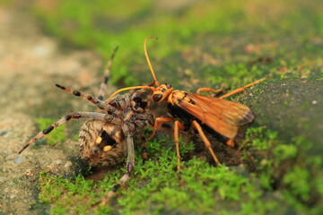 Spider-hunting wasps (Spider wasp) Spider wasps (family Pompilidae) are solitary wasps. They prey on spiders to feed their larvae.