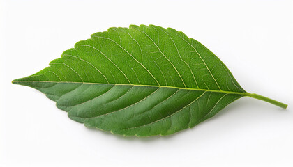 Obraz premium isolated image of a leaf on a white background