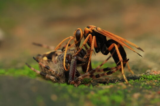 Spider-hunting wasps (Spider wasp) Spider wasps (family Pompilidae) are solitary wasps. They prey on spiders to feed their larvae.