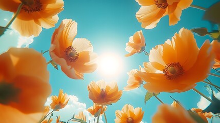 Sunlit Orange Poppies Reaching Up to Bright Blue Sky  Summer Bloom.