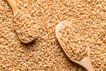 Whole wheat grain with wooden scoop, Food ingredient, Top view