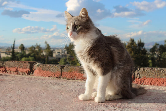 Portrait of a fluffy cat outdoors