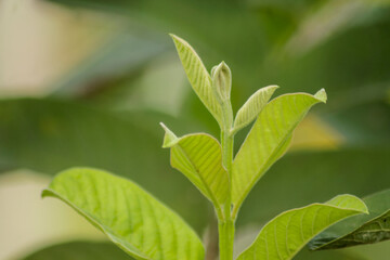 Guava leaves (Psidium guajava). Young guava leaves. Green leaf of guava on tree in the garden. Green guava leaf.
