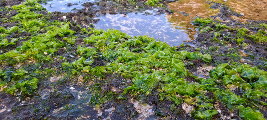 Beautiful Bright Green moss grown up cover the rough stones and on the floor in the beach	
