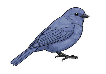 Blue bird drawing. This black and white outline features a small bird, suggesting it's meant to be colored in a vibrant shade of blue. Vector sketch line art draw.