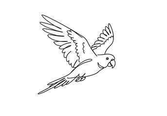 Obraz premium Flying parrot drawing. This black and white outline depicts a parrot or parakeet in dynamic flight with its wings spread, ideal for coloring. Vector sketch line art draw.