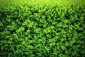 Dense Green Hedgerow Background