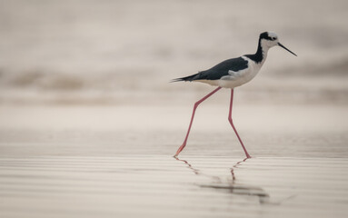 Black and white bird on the beach	