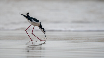 Black and white bird looking for food on the beach