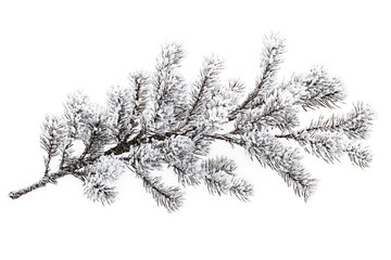 Fototapeta premium A frosted pine branch with snow on a white background for christmas and winter holiday decoration