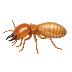 Realistic Termite Render