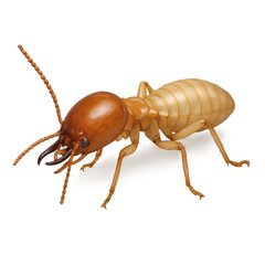 Formosan Termite Rendering