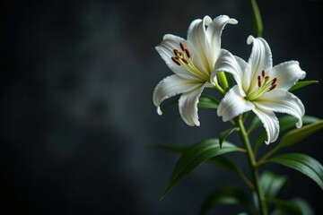Fototapeta premium Two elegant white lilies against a dark background.