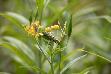 Caterpillar on a Seed Pod in a Natural Environment in a Asclepias curassavica on a sunny Peru