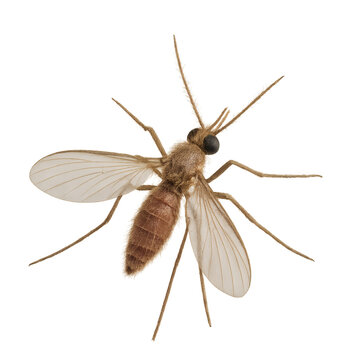 Realistic Sandfly Rendering