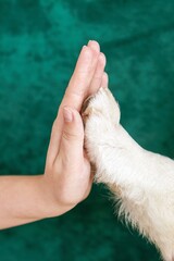Paw of white dog and hand of woman doing high five on green background. Friendship between pets and...