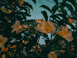 view of yellow trumpet flowers when it's about to rain